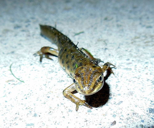 Smooth newt